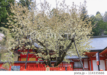 金櫻神社 金櫻神社 114335666