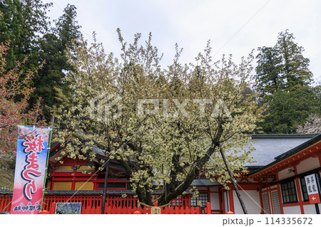 金櫻神社 114335672