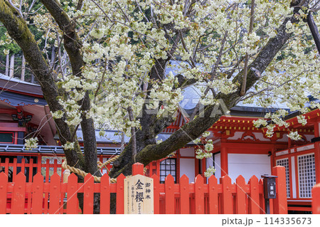 金櫻神社 114335673