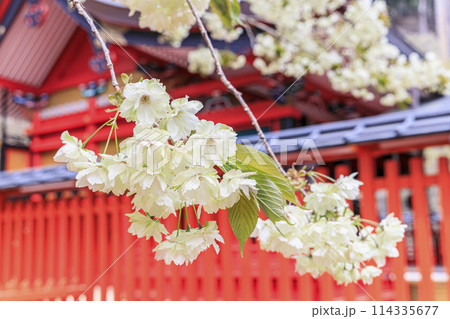 金櫻神社 金櫻神社 114335677