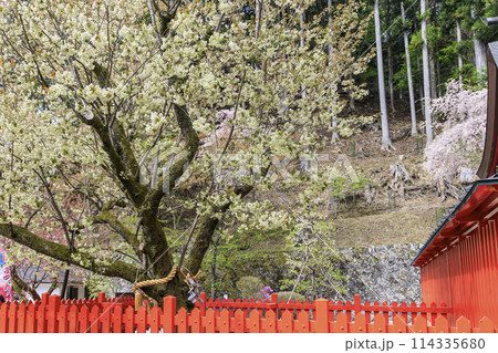 金櫻神社 114335680