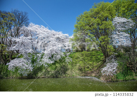 桜の霞城公園 114335832