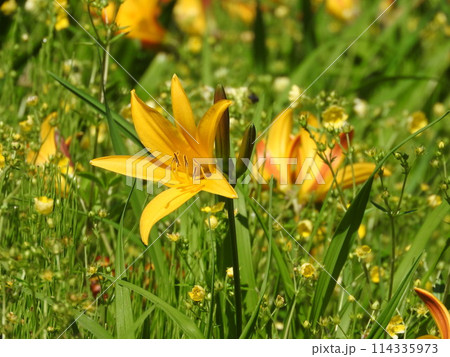 ニッコウキスゲ 114335973