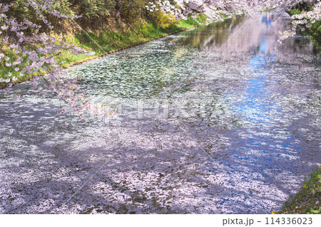 美しい弘前城外濠の花筏と満開の桜 青森県 美しい弘前城外濠の花筏と満開の桜 青森県 114336023