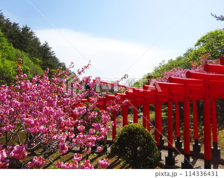 どこまでも続く鳥居と満開の桜 114336431