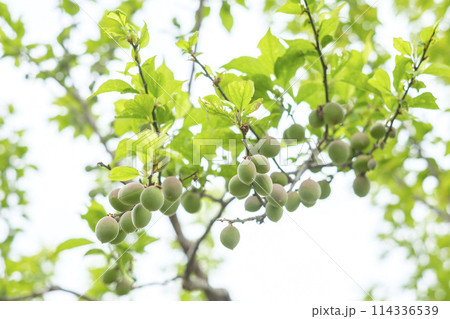 初夏の梅園の青梅の実 初夏の梅園の青梅の実 114336539
