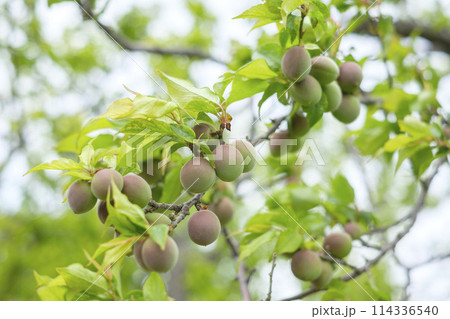 初夏の梅園の青梅の実 初夏の梅園の青梅の実 114336540