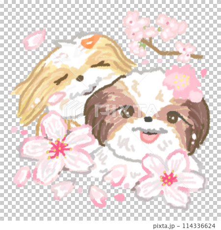 Cherry blossoms in full bloom and a Shih Tzu 114336624