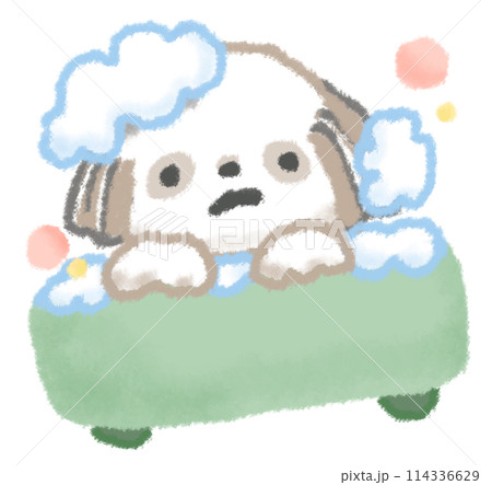 お風呂に入っているシーズー犬 114336629