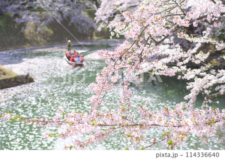 清々しい弘前公園　満開の桜と花筏の濠を進む観光舟　青森県 114336640