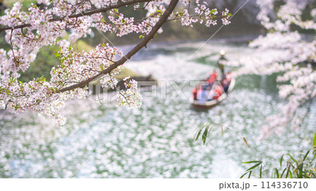 清々しい弘前公園 満開の桜と花筏の濠を進む観光舟 青森県 清々しい弘前公園 満開の桜と花筏の濠を進む観光舟 青森県 114336710