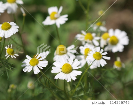 白いカモミールの花 114336743
