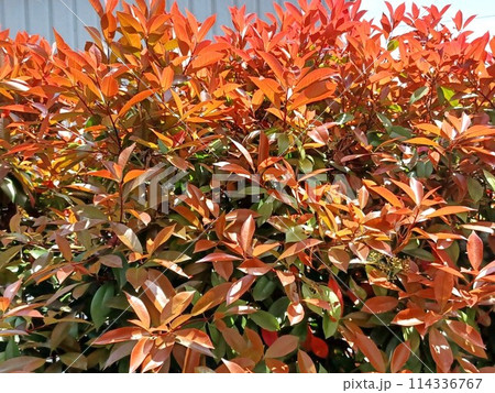新芽が真っ赤で美しい紅カナメモチの生垣 114336767