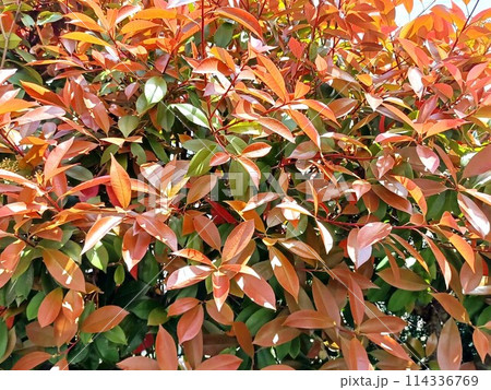 新芽が真っ赤で美しい紅カナメモチの生垣 114336769