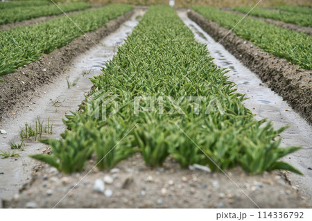 富山のチューリップ畑 114336792