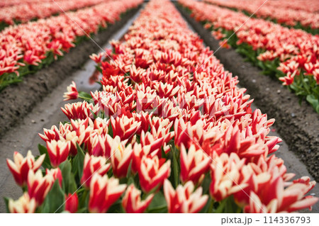富山のチューリップ畑 富山のチューリップ畑 114336793