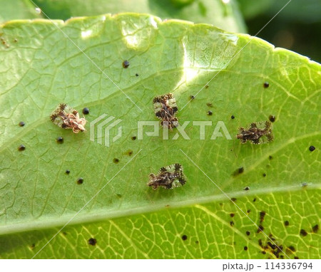 グンバイムシ科の小さな昆虫「ナシグンバイ(梨軍配)」 114336794
