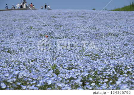 ひたち海浜公園のネモフィラ 114336796
