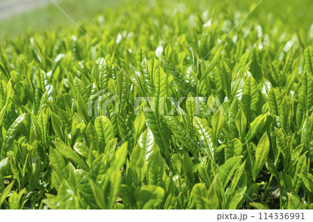 初夏の新茶の茶畑 初夏の新茶の茶畑 114336991