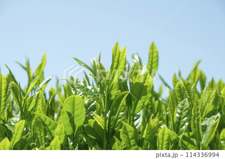 初夏の新茶の茶畑 114336994