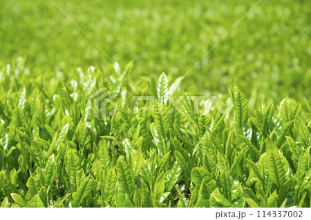 初夏の新茶の茶畑 初夏の新茶の茶畑 114337002