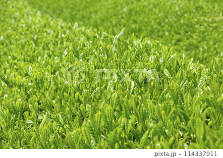初夏の新茶の茶畑 114337011
