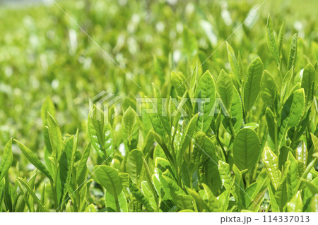 初夏の新茶の茶畑 114337013