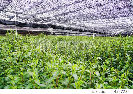 京都　宇治　覆い下栽培の宇治茶畑（お茶と宇治のまち歴史公園 付近）（晩春） 114337289