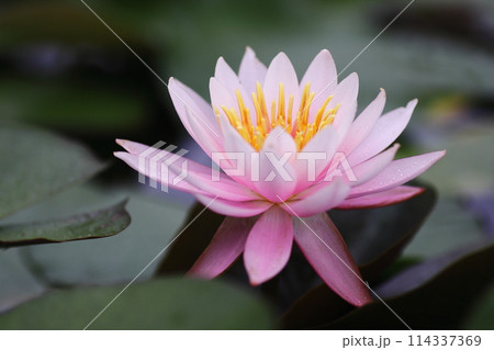美しいピンクのスイレンの写真素材 [114337369] - PIXTA