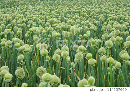 初夏の採種用のネギ畑　初夏の葱坊主 114337669