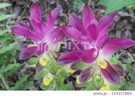Curcuma australasica, Cape York lily, wild turmeric on jungle 114337860