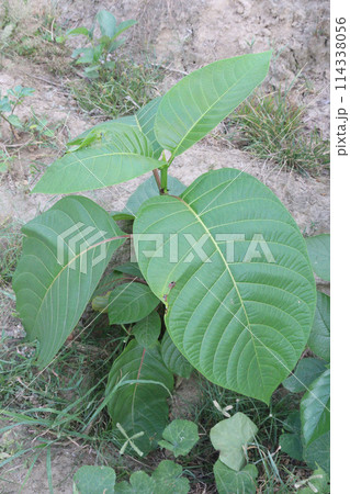 Burflower tree on farm for sell Burflower tree on farm for sell 114338056