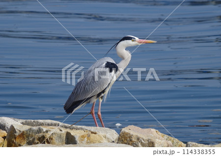 広島 太田川放水路にてアオサギ 広島 太田川放水路にてアオサギ 114338355