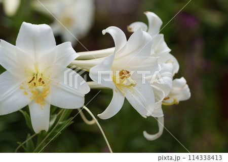 庭に咲いた白いユリの花 114338413