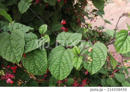 Bleeding heart vine flower plant Bleeding heart vine flower plant 114338430