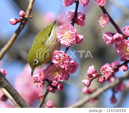 満開の紅梅にメジロさん （ 春イメージ ）（ ほのぼのイメージ ） 114338558