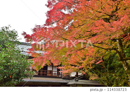 津和野 島根 紅葉 秋 旧堀氏庭園 津和野 島根 紅葉 秋 旧堀氏庭園 114338723