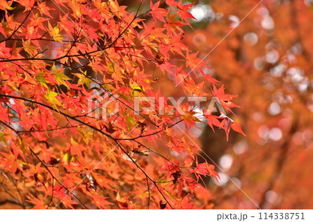 津和野 島根 紅葉 秋 旧堀氏庭園 津和野 島根 紅葉 秋 旧堀氏庭園 114338751