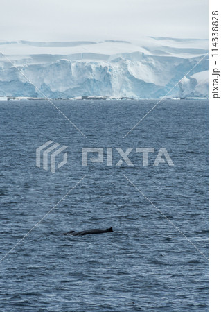 Diving whale in the antarctic 114338828