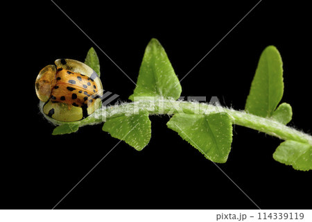 紅娘 てんとうむし てんとう虫 114339119