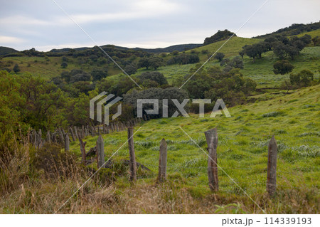 The Plaine des Cafres in Reunion Island 114339193