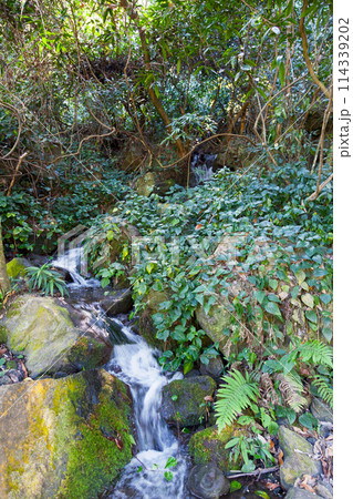 Stream of water running down to the Bassin Cormoran in Reunion Island Stream of water running down to the Bassin Cormoran in Reunion Island 114339202