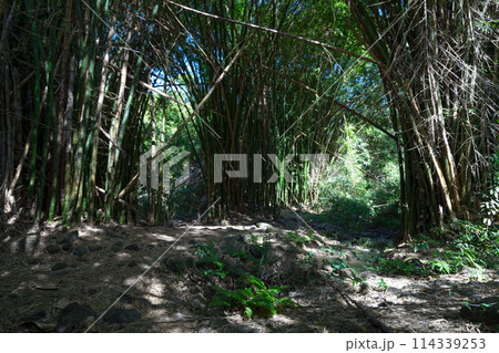 Bamboo forest in Reunion island Bamboo forest in Reunion island 114339253
