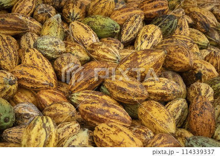 Fresh cocoa pod cut exposing cocoa seeds, with a cocoa plant 114339337