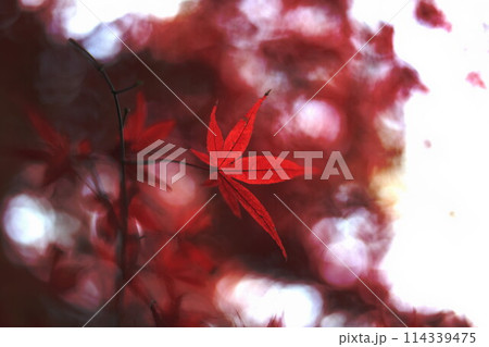 紅葉した楓 紅葉した楓 114339475