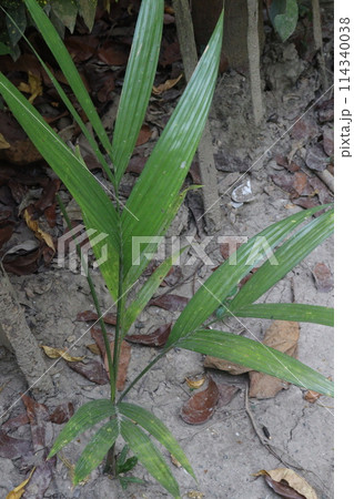 Betel nut plant on farm for sell Betel nut plant on farm for sell 114340038