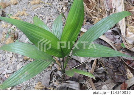 Betel nut plant on farm for sell 114340039