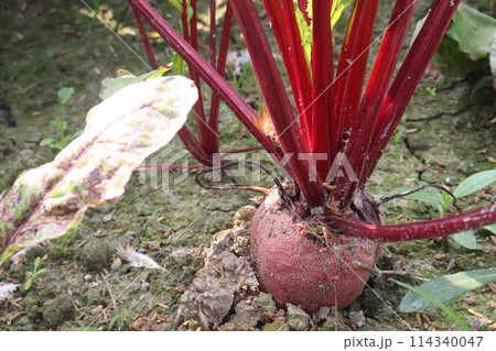Beetroot plant on farm for harvest Beetroot plant on farm for harvest 114340047