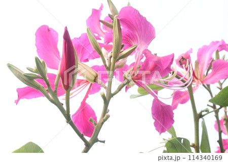 Bauhinia flower plant on farm Bauhinia flower plant on farm 114340169