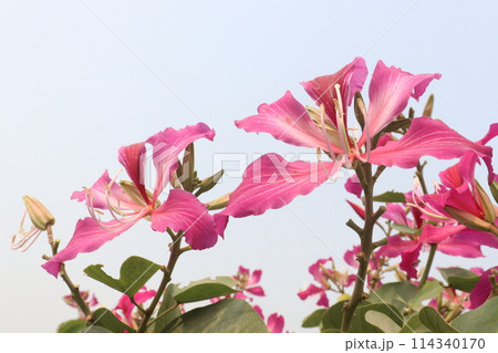 Bauhinia flower plant on farm Bauhinia flower plant on farm 114340170